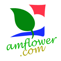 amflower-首页